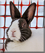 Lily the Dutch Rabbit 