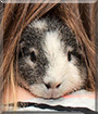 Mäxle the Texel Guinea Pig