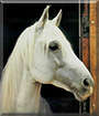 Beauty the Arabian, Lipizzaner cross Horse