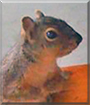 Squall the Grey Squirrel
