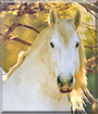 Dragnal the Percheron Horse
