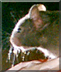 Herbie the Hamster,