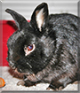 Tobi the Dwarf Rabbit