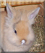 Wuschel the Lionhead mix Rabbit