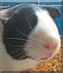 Snickers the Guinea Pig