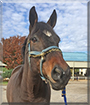 Captain the Shire, Morgan Horse mix