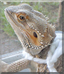 Spike the Bearded Dragon