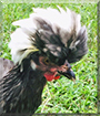 Georgia the Polish Chicken
