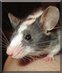 Suikun the Fancy Mouse