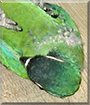 Tarzan the Yellow Collared Mini Macaw