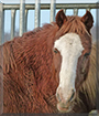 Rosie the Horse