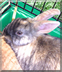 Jumper the Rabbit