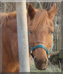Simone the Quarter Horse