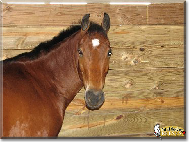 Reeses the Bay mix Horse,  the Pet of the Day