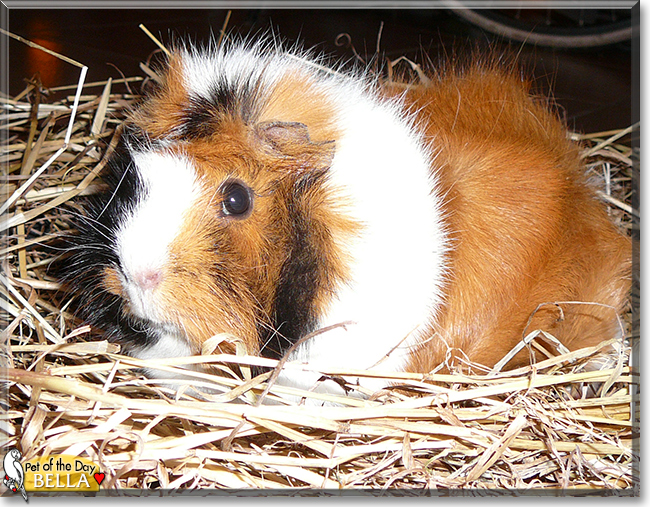Bella the Rosette Guinea Pig,  the Pet of the Day