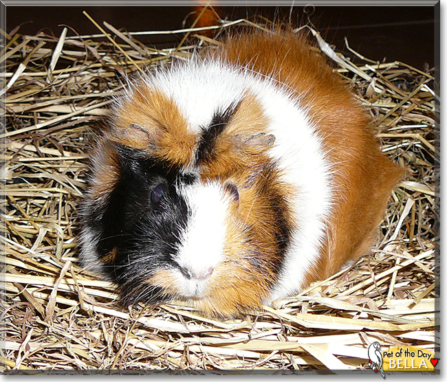 Bella the Rosette Guinea Pig,  the Pet of the Day