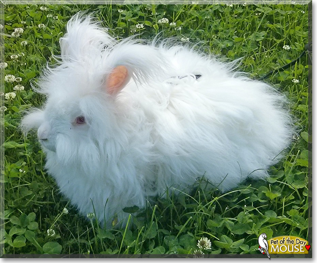 Mouse the English Angora Rabbit,  the Pet of the Day