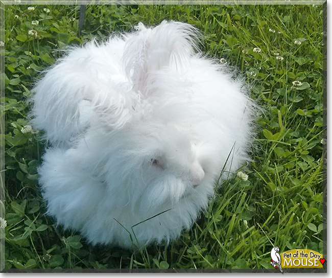 Mouse the English Angora Rabbit,  the Pet of the Day