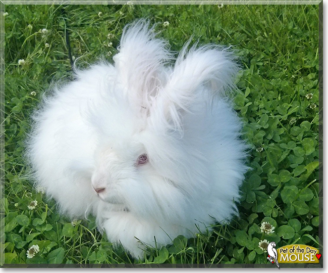 Mouse the English Angora Rabbit,  the Pet of the Day