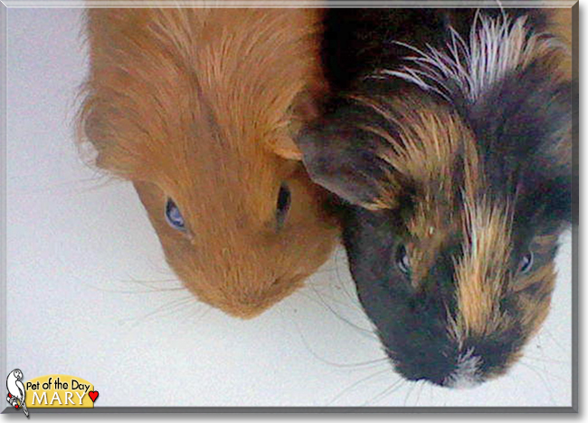 Mary the Guinea Pig,  the Pet of the Day