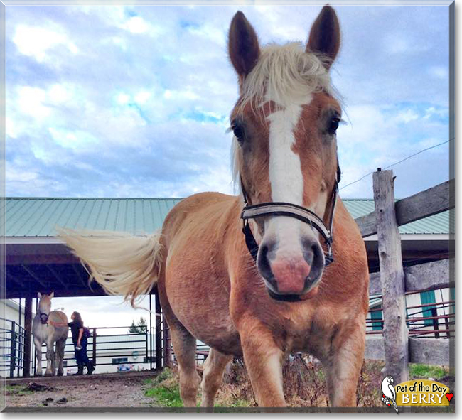 Mulberry the Haflinger Horse,  the Pet of the Day