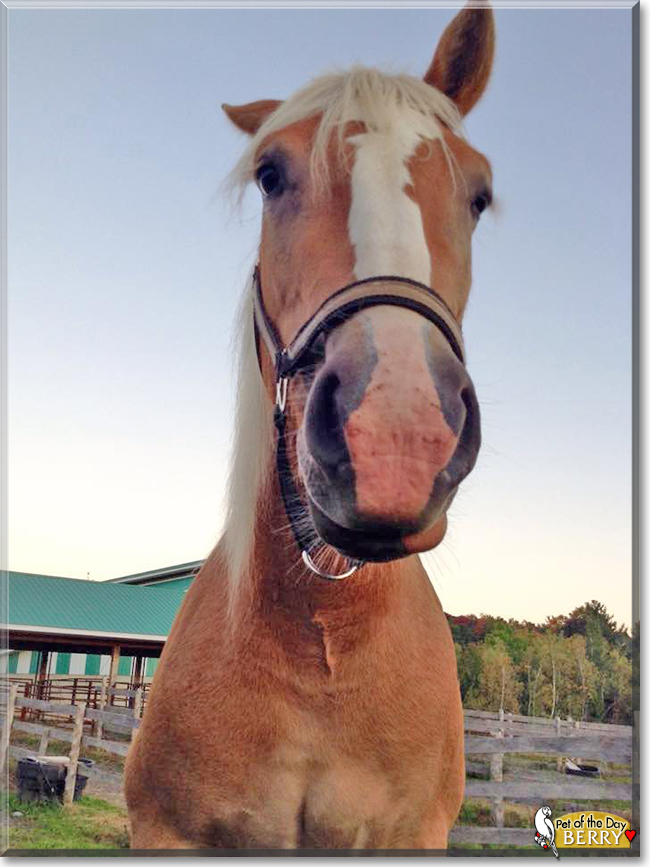 Mulberry the Haflinger Horse,  the Pet of the Day