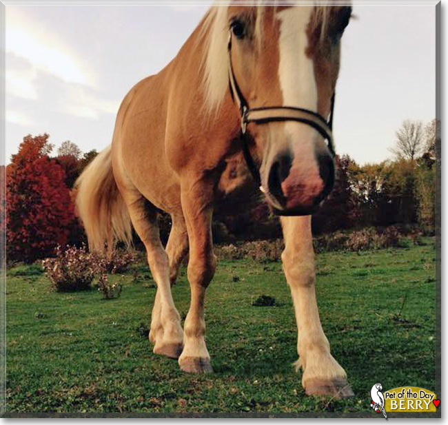 Mulberry the Haflinger Horse,  the Pet of the Day