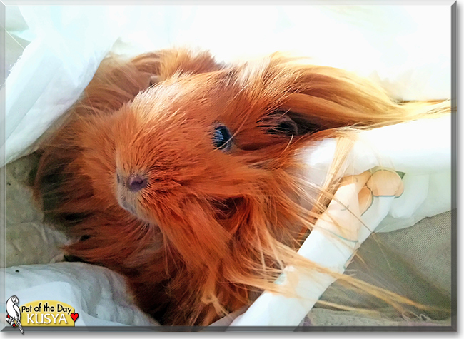 Kusya the Peruvian Guinea Pig,  the Pet of the Day