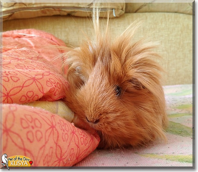 Kusya the Peruvian Guinea Pig,  the Pet of the Day