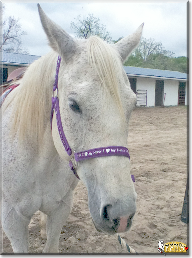 Echo the Quarter Horse, Thoroughbred mix,  the Pet of the Day