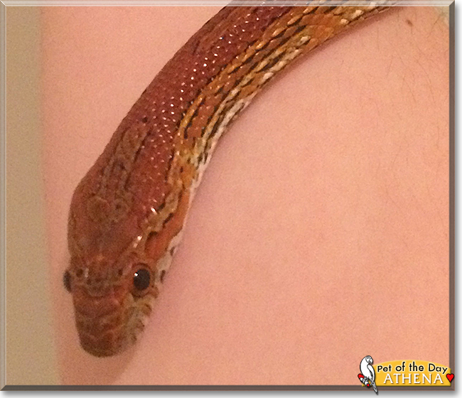 Athena the Corn Snake,  the Pet of the Day