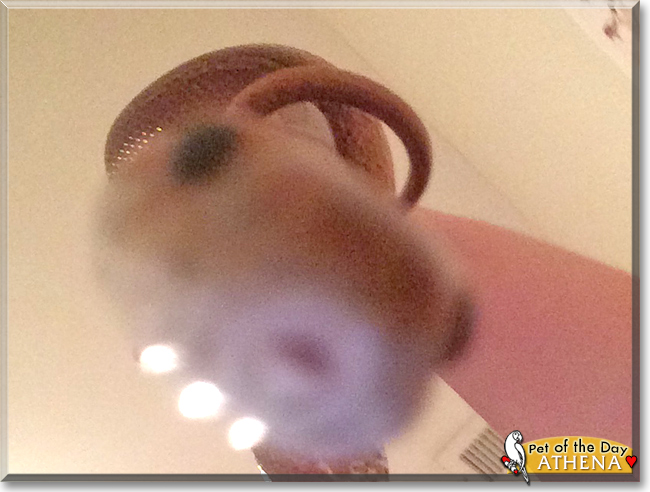 Athena the Corn Snake,  the Pet of the Day
