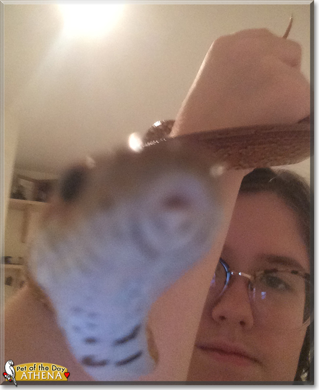 Athena the Corn Snake,  the Pet of the Day