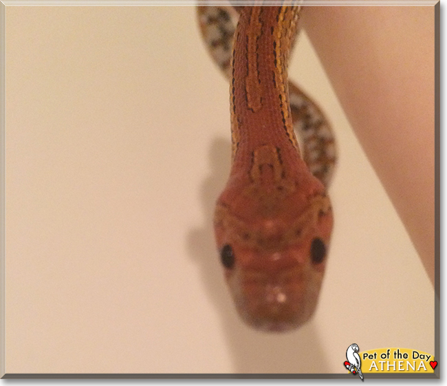 Athena the Corn Snake,  the Pet of the Day
