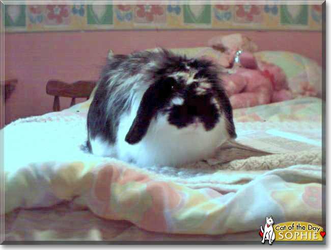 Sophie the American Fuzzy Lop Rabbit,  the Pet of the Day