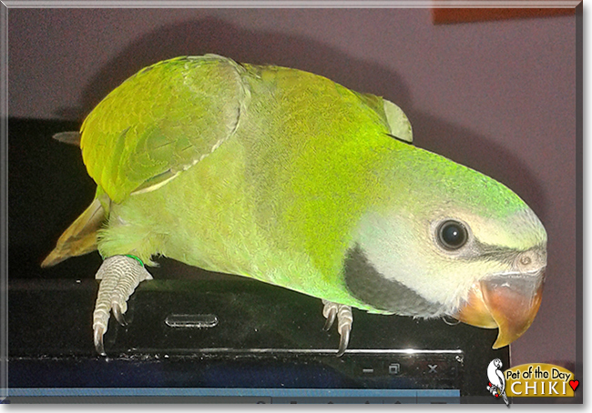 Chiki the Red-breasted Parakeet,  the Pet of the Day