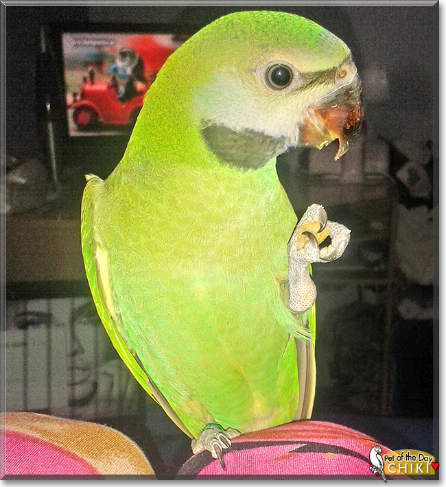 Chiki the Red-breasted Parakeet,  the Pet of the Day