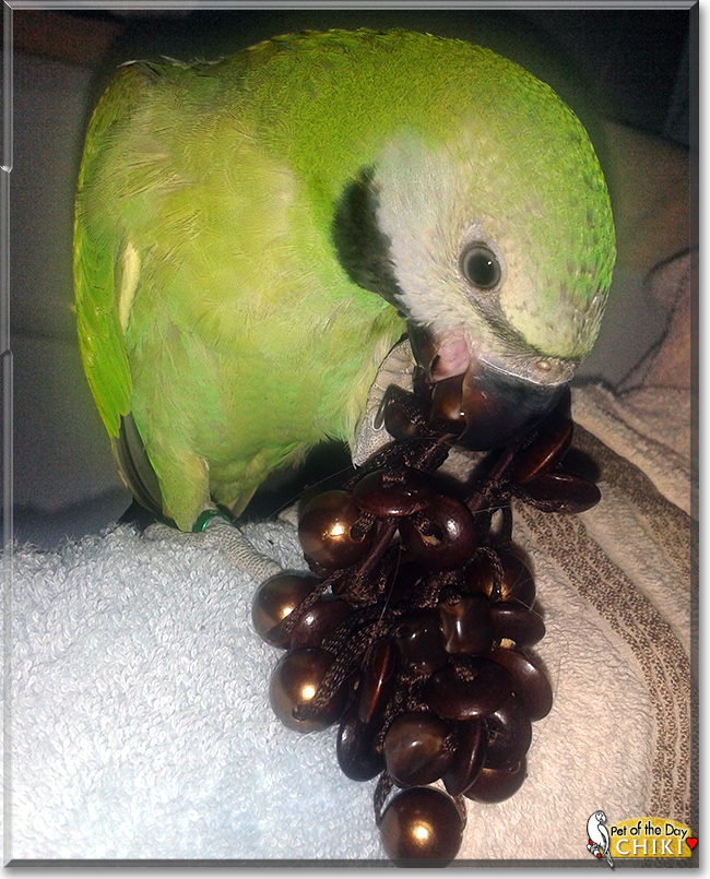 Chiki the Red-breasted Parakeet,  the Pet of the Day