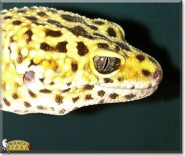 Izzy the Leopard Gecko,  the Pet of the Day