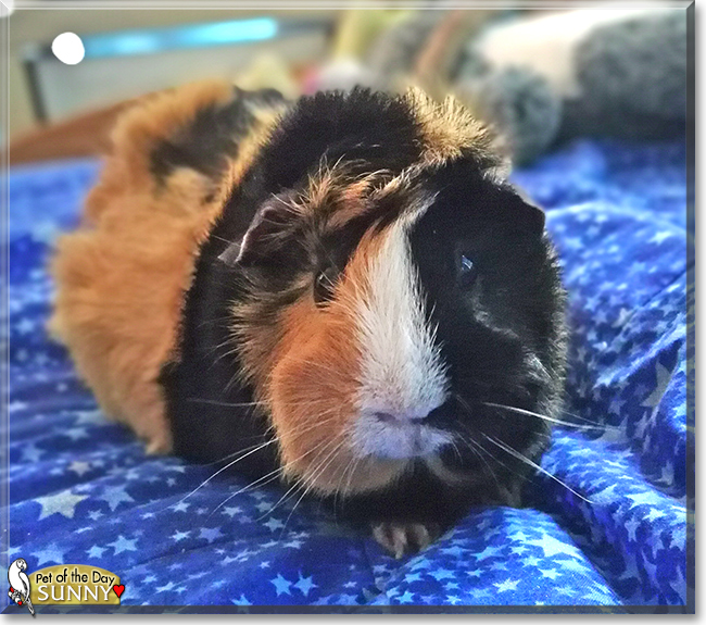 Sunny the American Guinea Pig,  the Pet of the Day
