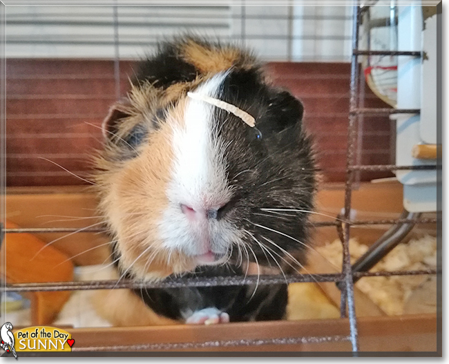 Sunny the American Guinea Pig,  the Pet of the Day