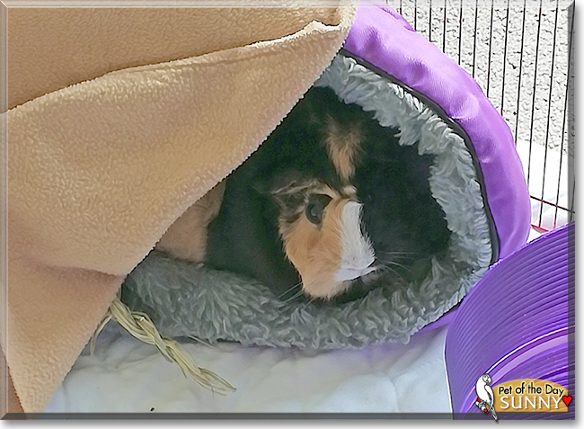 Sunny the American Guinea Pig,  the Pet of the Day