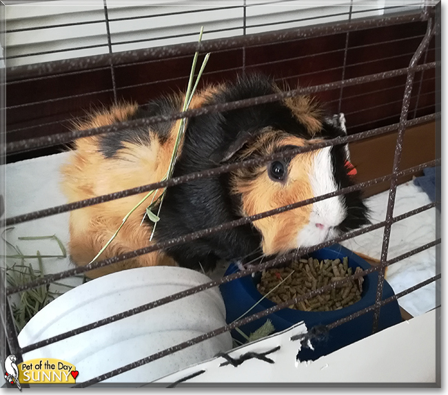 Sunny the American Guinea Pig,  the Pet of the Day