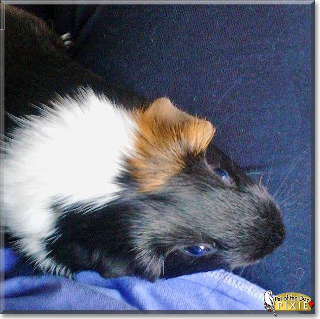 Pixie the Guinea Pig,  the Pet of the Day