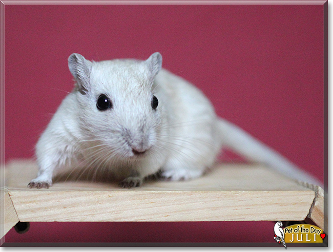 Juli the Gerbil,  the Pet of the Day