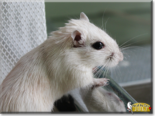 Juli the Gerbil,  the Pet of the Day