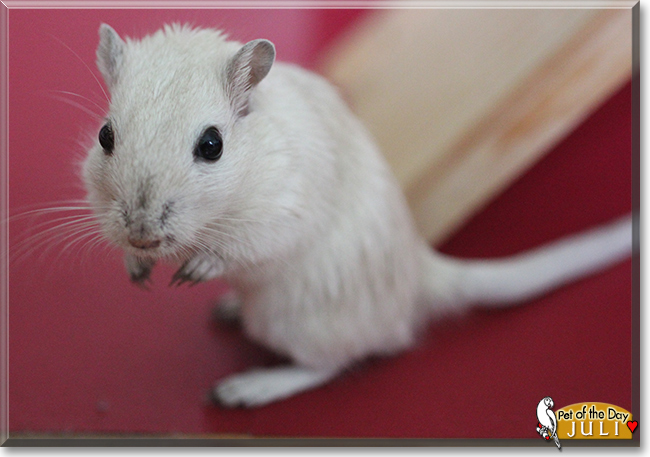 Juli the Gerbil,  the Pet of the Day