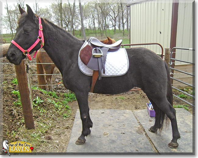 Raven the Kentucky Mountian Saddle Horse,  the Pet of the Day