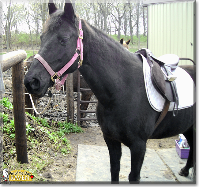 Raven the Kentucky Mountian Saddle Horse,  the Pet of the Day