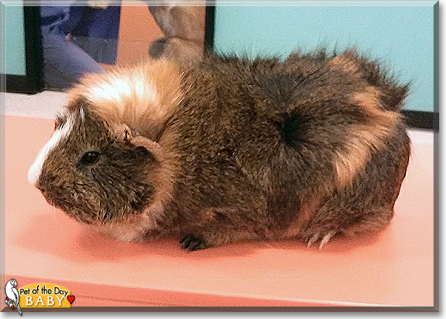 Baby the Guinea Pig,  the Pet of the Day